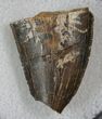Partial Tyrannosaurus Tooth - Montana #13860-1
